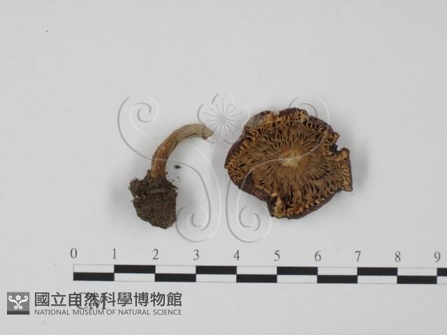紅菇屬藏品圖，第1張