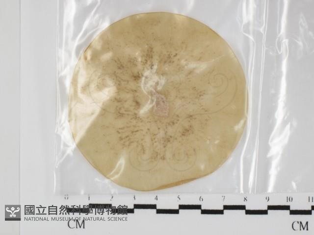 登錄號:F0031305藏品圖，第1張