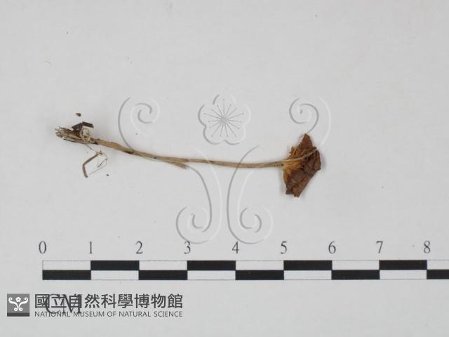 登錄號:F0022305藏品圖，第1張