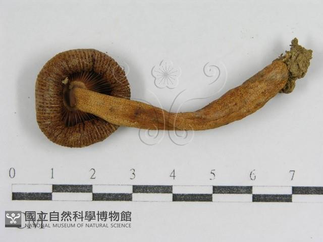 登錄號:F0012305藏品圖，第1張