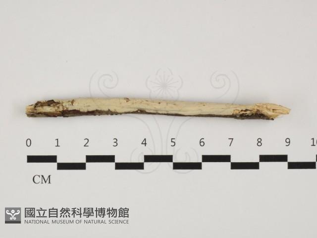 登錄號:F0032305藏品圖，第1張