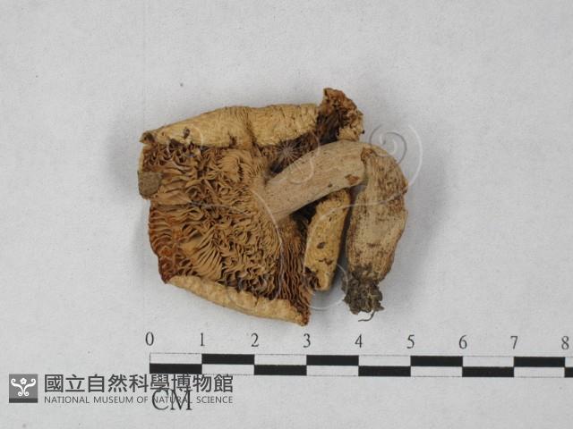 登錄號:F0027305藏品圖，第1張