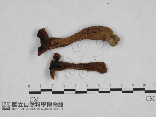 登錄號:F0023305藏品圖，第1張