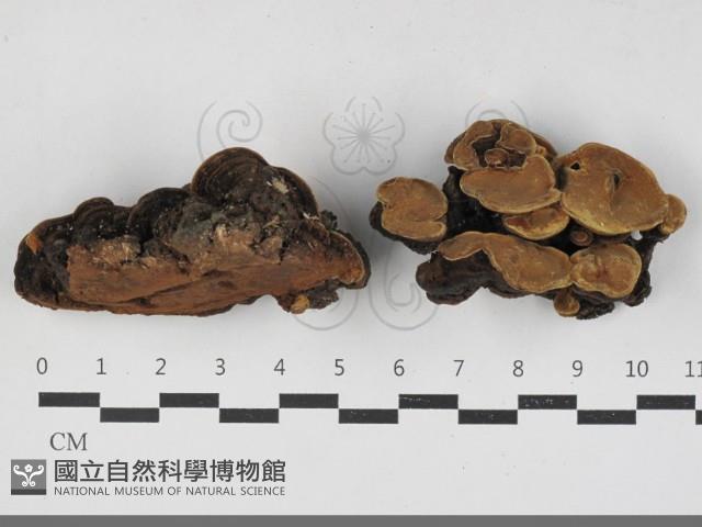 登錄號:F0033305藏品圖，第1張