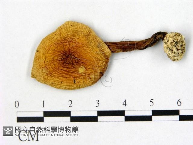鵝膏屬藏品圖，第1張