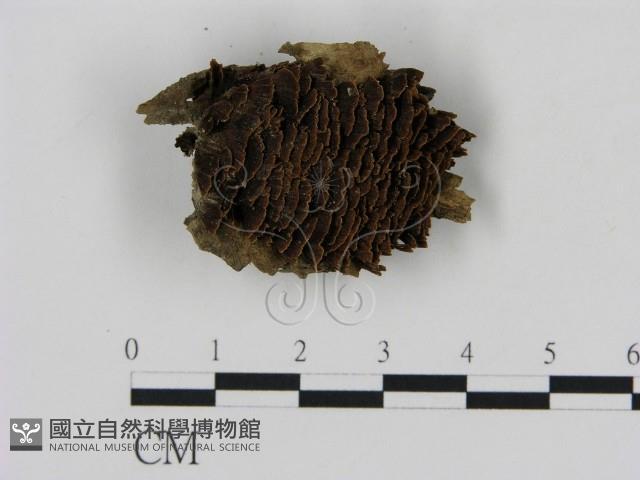 刺革菌屬藏品圖，第1張