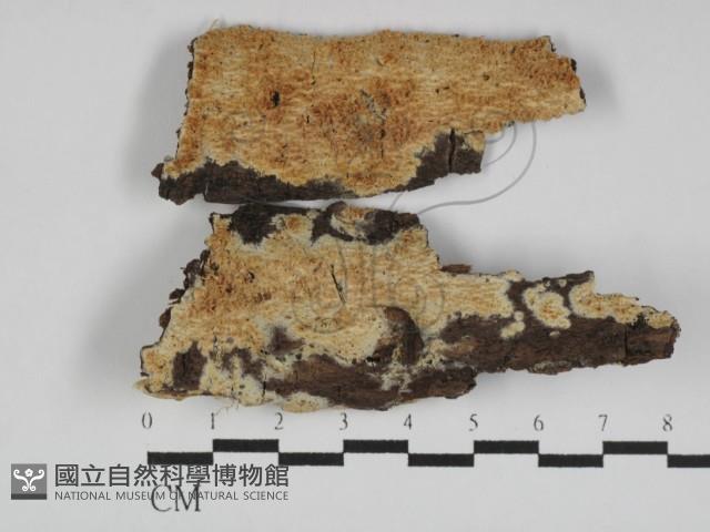 登錄號:F0031215藏品圖，第1張