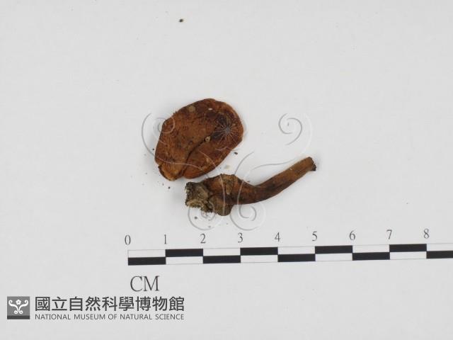 登錄號:F0024215藏品圖，第1張