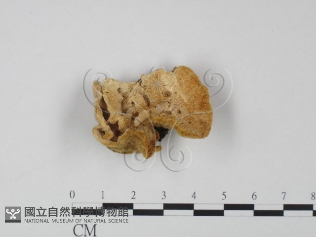 登錄號:F0022215藏品圖，第1張