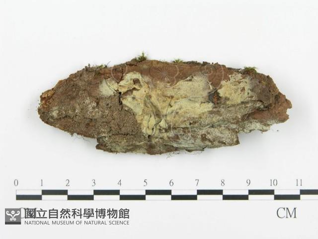 阿太菌屬藏品圖，第1張