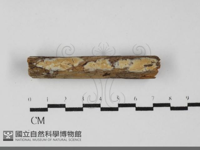 登錄號:F0032215藏品圖，第1張