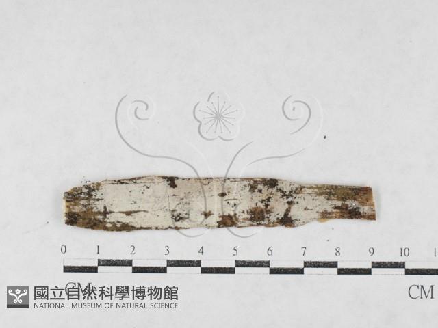 絲皮菌屬藏品圖，第1張