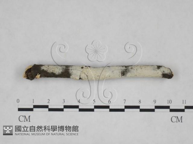 登錄號:F0025215藏品圖，第1張