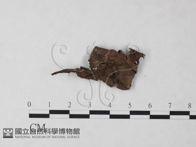 登錄號:F0023215藏品圖，第1張