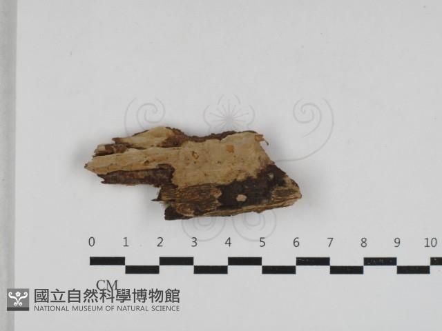 登錄號:F0033215藏品圖，第1張