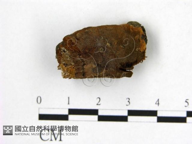 登錄號:F0018815藏品圖，第1張