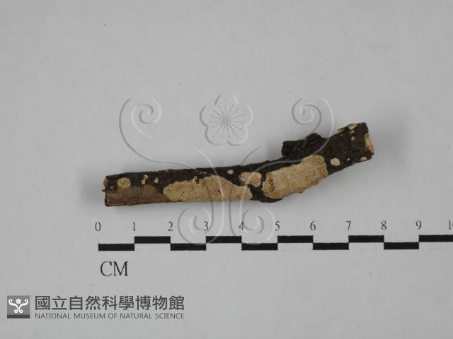 登錄號:F0020815藏品圖，第1張