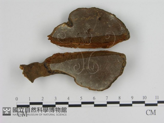 登錄號:F0010815藏品圖，第1張