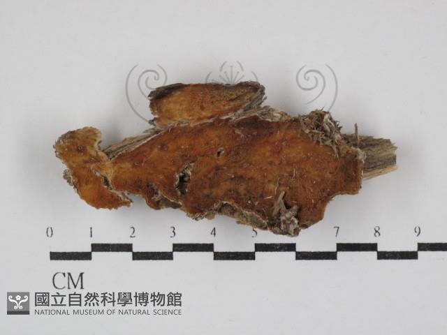 登錄號:F0030815藏品圖，第1張