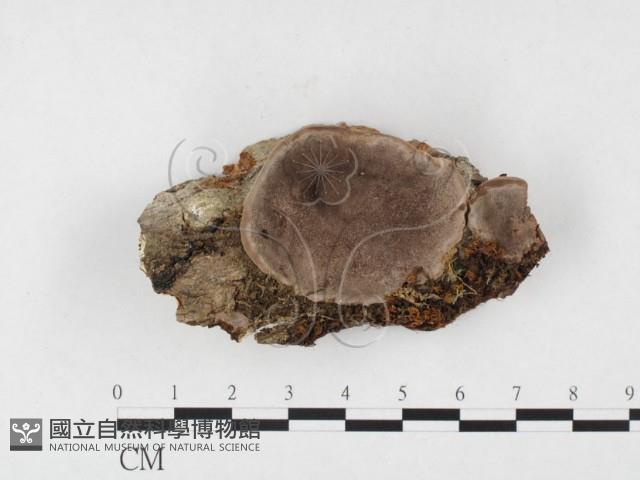 登錄號:F0026815藏品圖，第1張