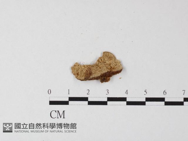 登錄號:F0006815藏品圖，第1張