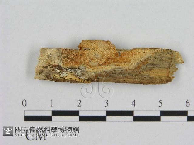 登錄號:F0016815藏品圖，第1張