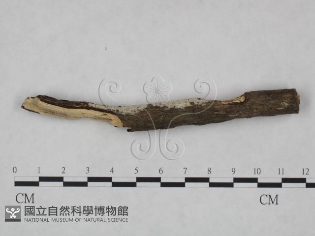 冇骨消絲齒菌藏品圖，第1張