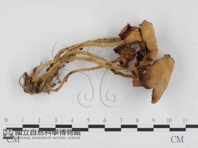 微皮傘屬藏品圖，第1張