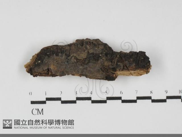登錄號:F0031815藏品圖，第1張