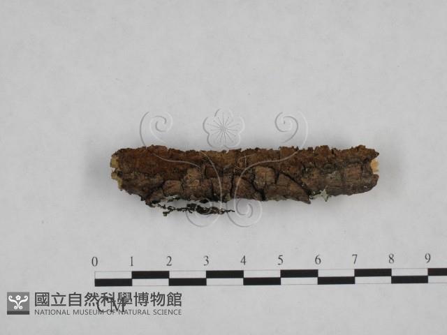刺革菌屬藏品圖，第1張