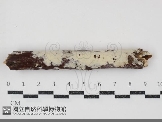 登錄號:F0034815藏品圖，第1張