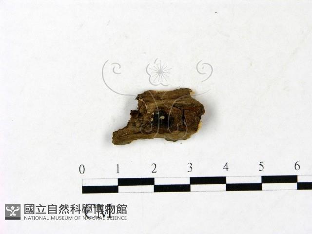 小皮傘屬藏品圖，第1張
