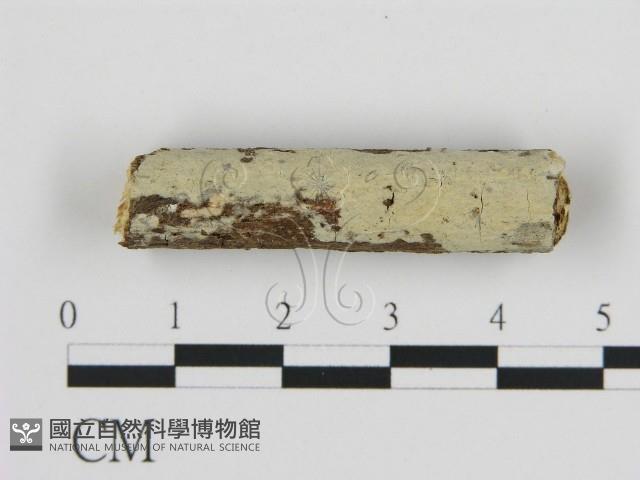 登錄號:F0002815藏品圖，第1張