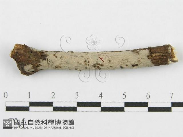 筍殼菌屬藏品圖，第1張