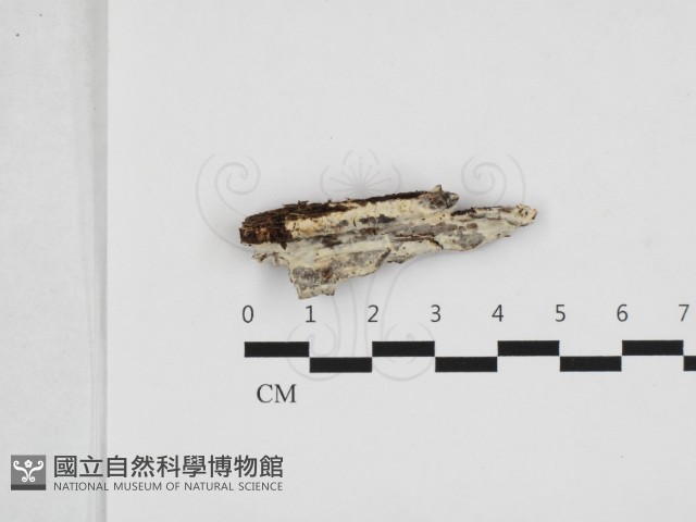 絲皮菌屬藏品圖，第1張