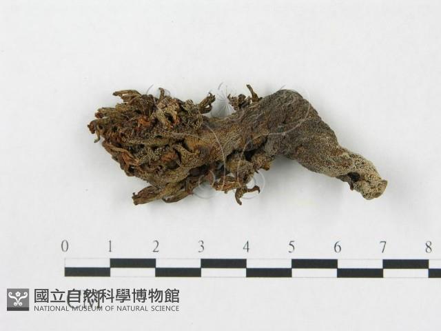 登錄號:F0007815藏品圖，第1張
