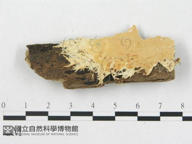 登錄號:F0017815藏品圖，第1張