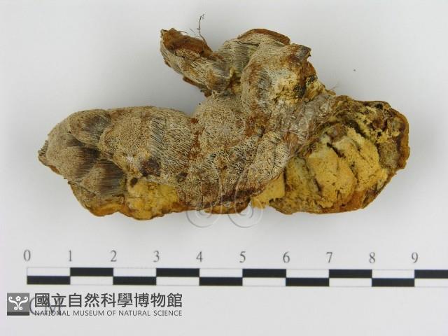 登錄號:F0005815藏品圖，第1張