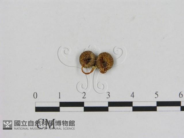 小菇屬藏品圖，第1張