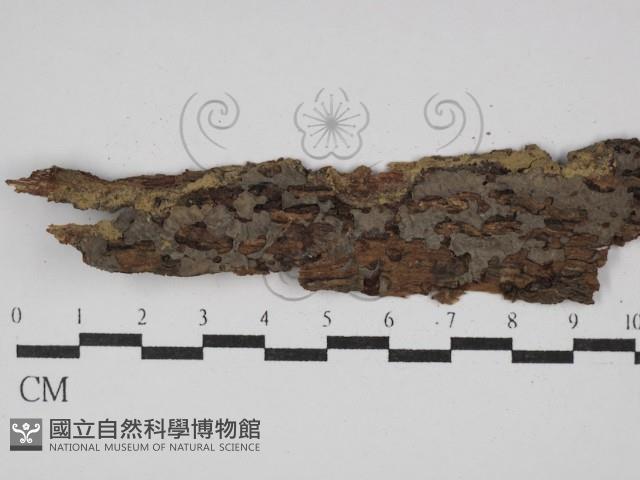 登錄號:F0029815藏品圖，第1張