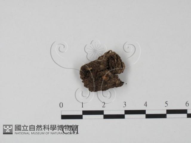 登錄號:F0009815藏品圖，第1張