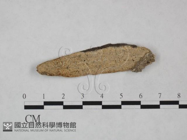 登錄號:F0023815藏品圖，第1張