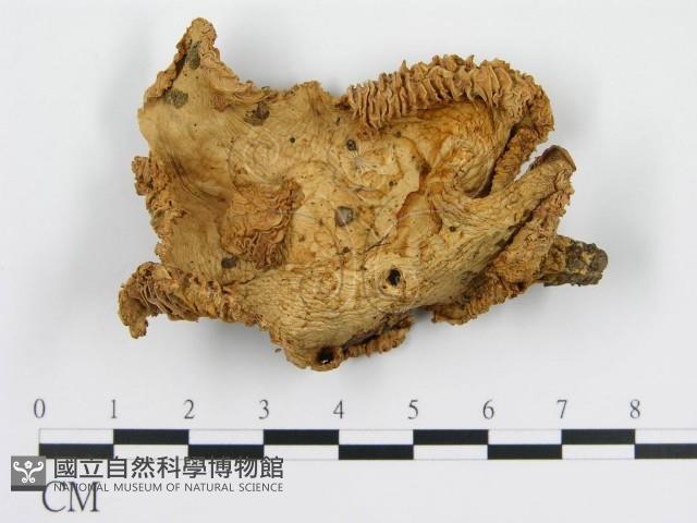 登錄號:F0003815藏品圖，第1張