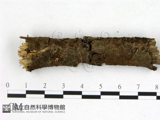 登錄號:F0013815藏品圖，第1張