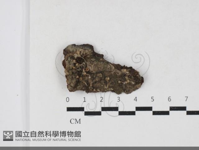 簇生鬼傘藏品圖，第1張