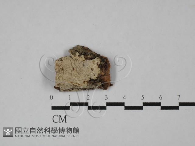 盤革菌屬藏品圖，第1張