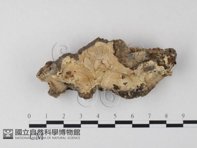 登錄號:F0020915藏品圖，第1張