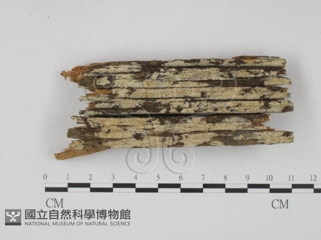 登錄號:F0000915藏品圖，第1張