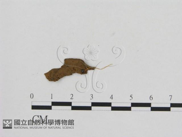 小菇屬藏品圖，第1張