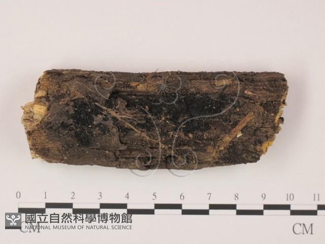登錄號:F0016915藏品圖，第1張